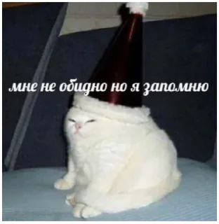 small to medium-sized cats bottle felidae