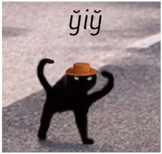 text small to medium-sized cats domestic cat