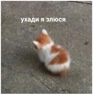 animal mammal domestic cat