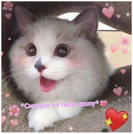 животное кошка млекопитающее