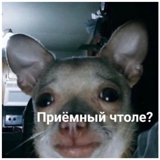 млекопитающее животное домашнее животное