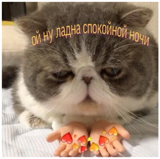 кошка усы кошки малого и среднего размера