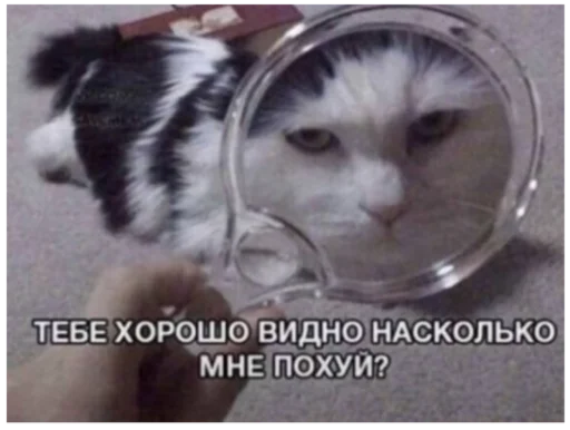 СМС животное кошка