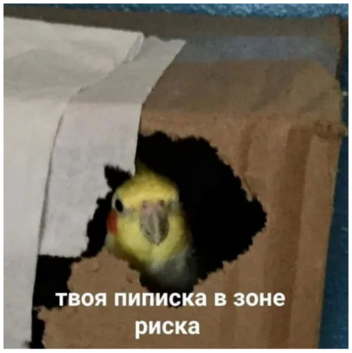 животное птица