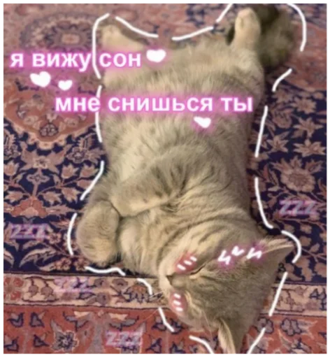 животное СМС кошачьи