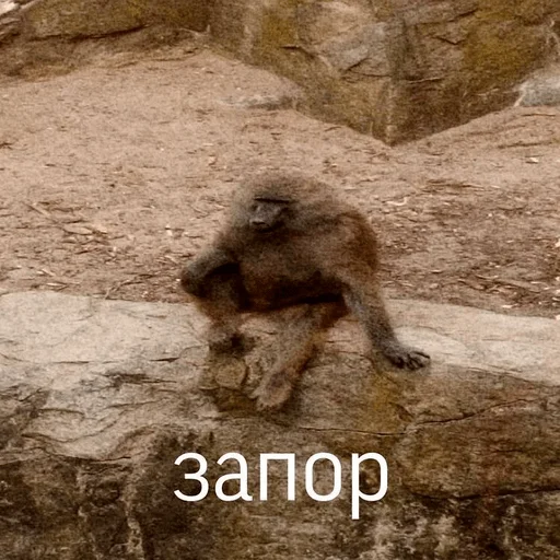 animal mammal ground