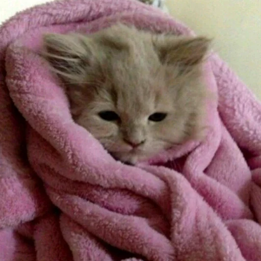 кошка кошки малого и среднего размера млекопитающее