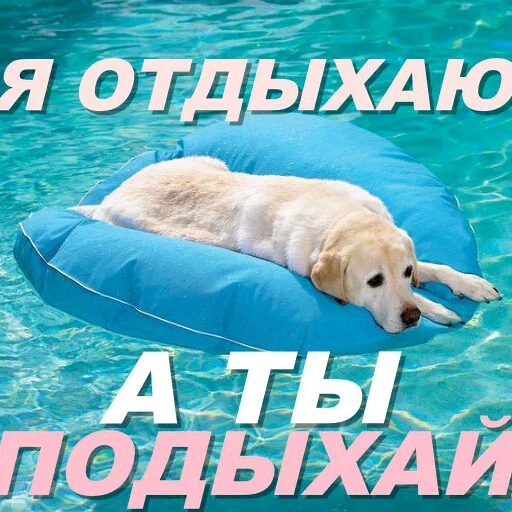 СМС собака Вода