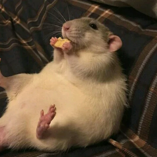 млекопитающее животное грызун