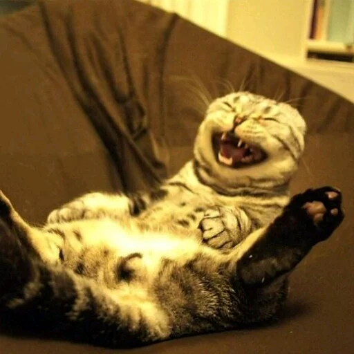 животное комнатный млекопитающее