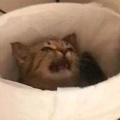 small to medium-sized cats felidae indoor