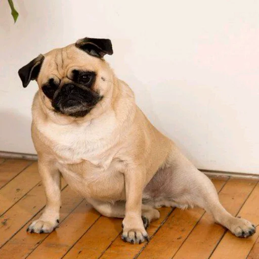 животное млекопитающее собака