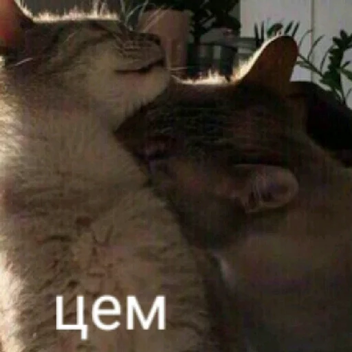 млекопитающее животное СМС