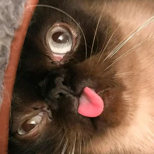 кошка домашняя кошка животное