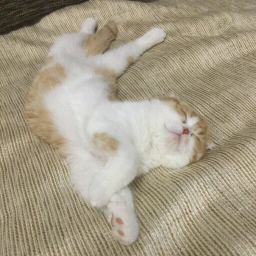 млекопитающее животное кошки малого и среднего размера