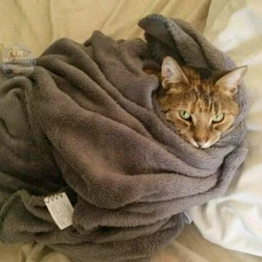 animal felidae small to medium-sized cats