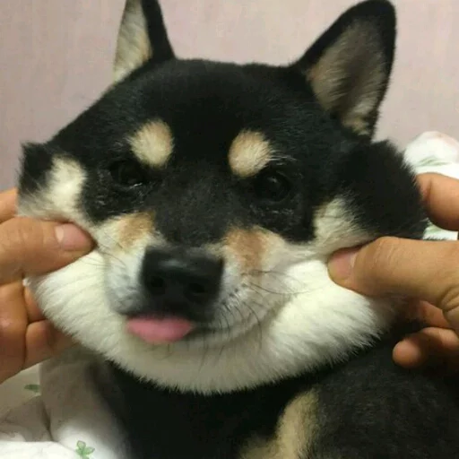 животное млекопитающее домашнее животное