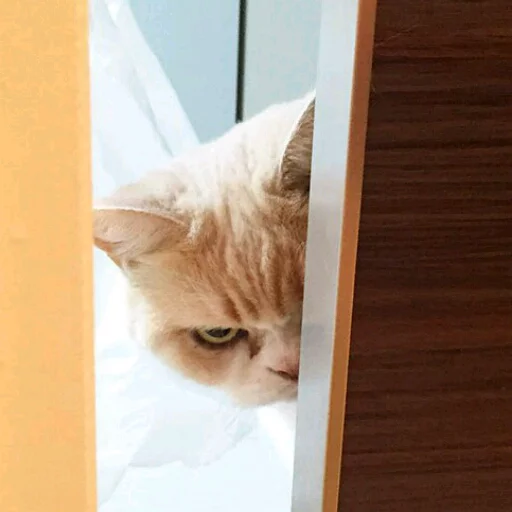 кошки малого и среднего размера кошачьи домашняя кошка