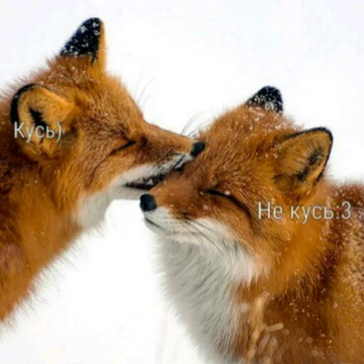 млекопитающее животное лиса