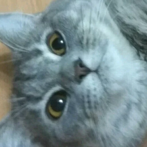 животное млекопитающее кошка