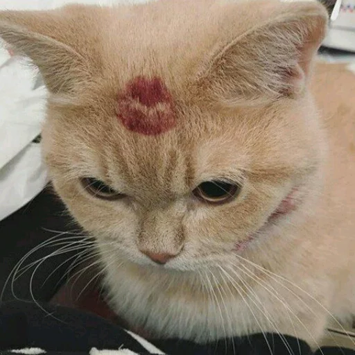 животное млекопитающее кошка