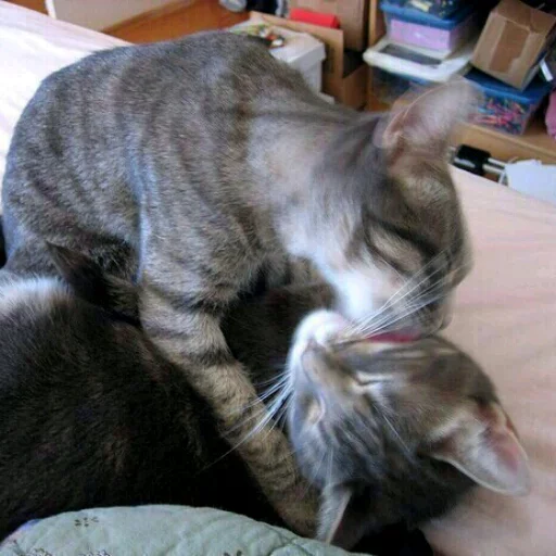 домашняя кошка кошка млекопитающее