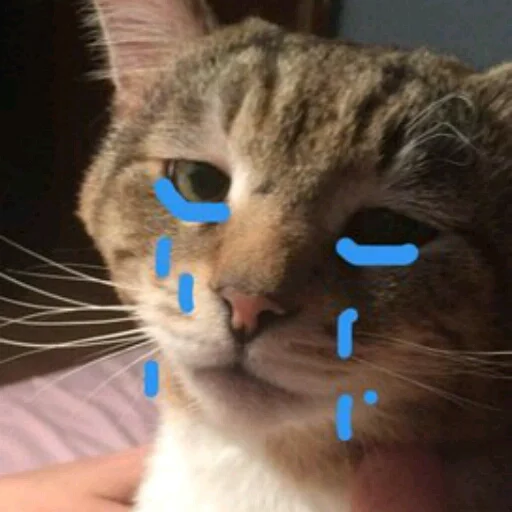 животное кошки малого и среднего размера кошка