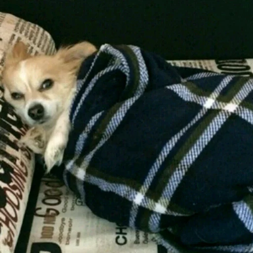 домашнее животное животное порода собак