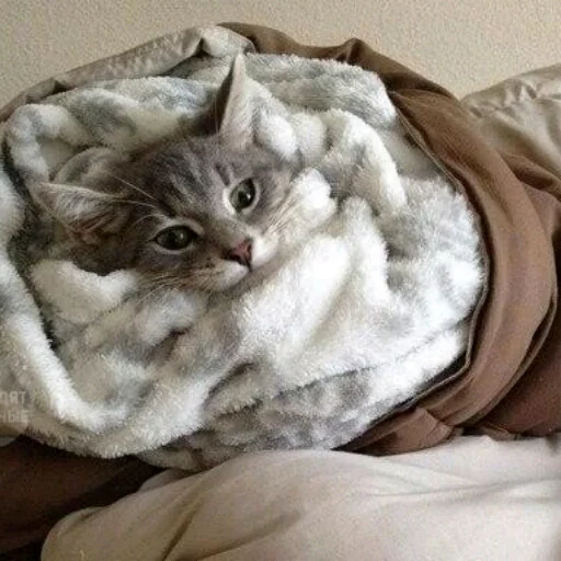 животное комнатный кошки малого и среднего размера