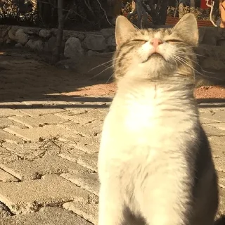 Sticker Стикеры для общения со мной - 6