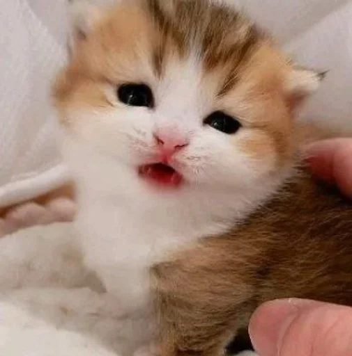 Стикер Kitty_Cat :: @fStikBot - 9