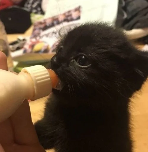 Стикер Kitty_Cat :: @fStikBot - 7