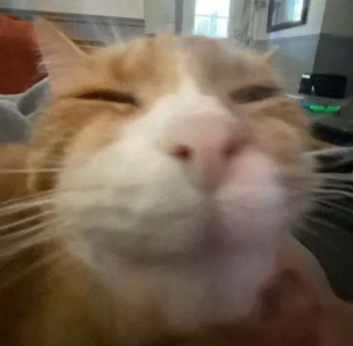 Стикер Kitty_Cat :: @fStikBot - 6