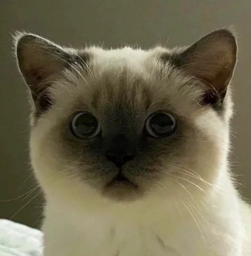 Стикер Kitty_Cat :: @fStikBot - 5