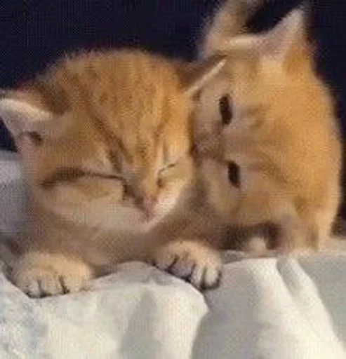 Стикер Kitty_Cat :: @fStikBot - 2