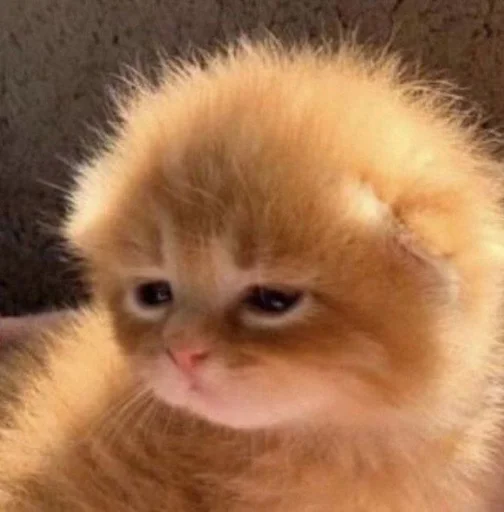 Стикер Kitty_Cat :: @fStikBot - 1