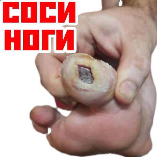 Стикер Animalssos - 1