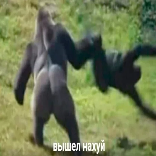 animal mammal primate