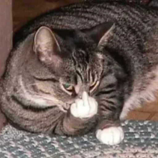 animal domestic cat cat