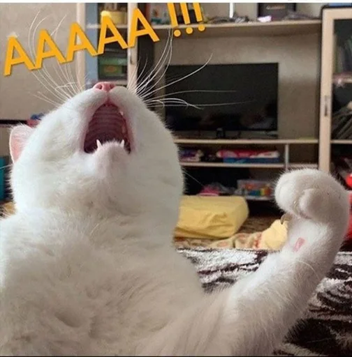 animal mammal small to medium-sized cats