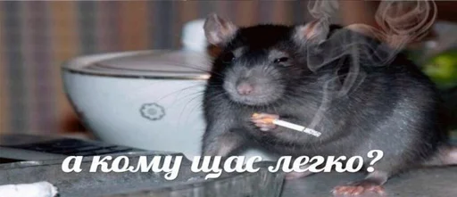 animal mammal rodent