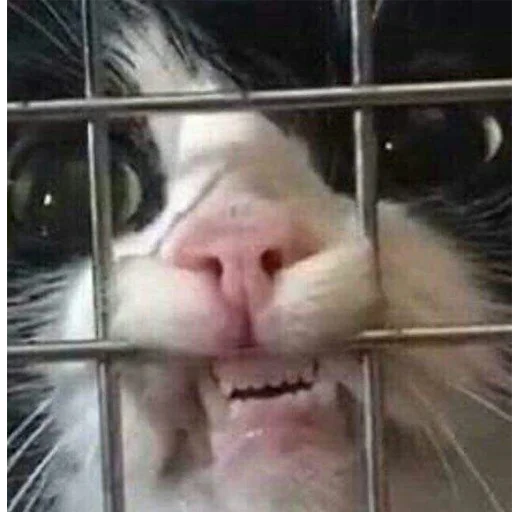 млекопитающее животное усы