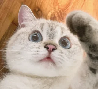 Sticker Animu Michi (De Katsonuki) - 0