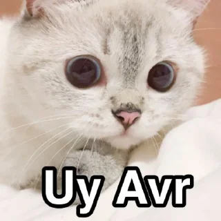 Sticker Animu Michi (De Katsonuki) - 5