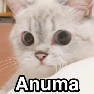 Sticker Animu Michi (De Katsonuki) - 4