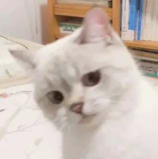 Sticker Animu Michi (De Katsonuki) - 3