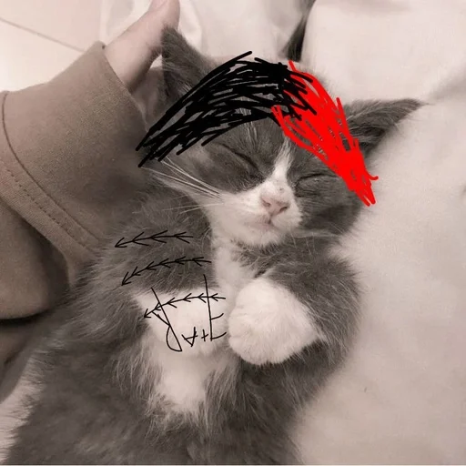 кошка млекопитающее кошки малого и среднего размера