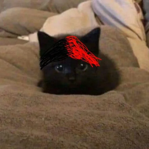 комнатный прокладка кошки малого и среднего размера