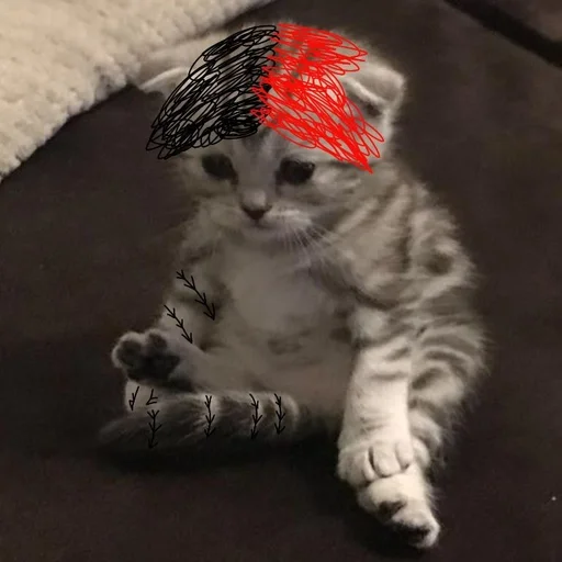 животное млекопитающее кошка