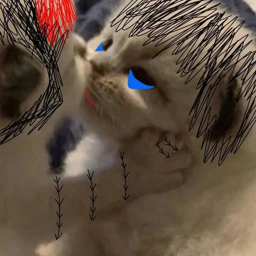 кошка домашняя кошка животное